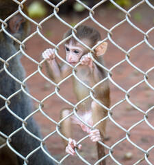 Poster - Portrait of a baby monkey in a zoo cage.