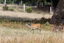 Wild Japanese Sika Deer Hind, Cervus Nippon, And Baby Wandering In Dorset