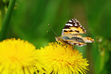 Painted Lady (Vanessa Cardui) Butterfly On A Dandelion Flower.