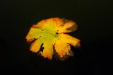 Fototapeta Tęcza - Old lotus leaves that have begun to rot dissolve in water, Nelumbonaceae, leaf spot disease, selective focus