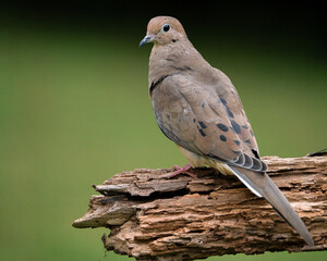 Wall Mural - Mouring Dove