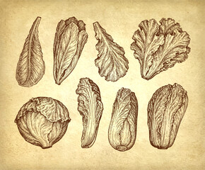 Wall Mural - Ink drawing of lettuce.