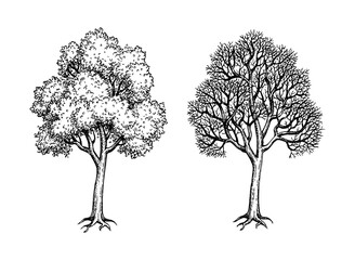 Wall Mural - ink sketch of two maples.
