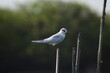 Little Tern, Seagull on wood with nature background