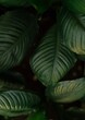 Tropical Background Green Leaf