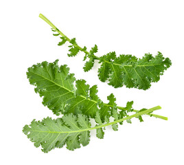 Wall Mural - Kale leaf salad vegetable isolated on white background