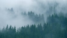 Timelapse Rainy Weather Mountains Misty Fog Forest Tree Wood Pine