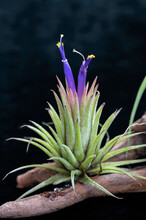 Tillandsia Ionantha, A Species Of Air Plant In The Bromeliad Family, Mounted On Driftwood. Focus Is On The Flowering Plant, Which Is Tillandsia Ionantha 'rubra'