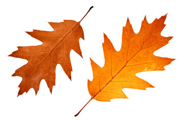 Wall Mural - yellow autumn leaves close up, oak leaf texture