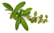 © spline_x - Berberis julianae, the wintergreen barberry or Chinese barberry. Isolated on white background