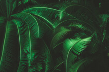 Palm Leaves And Tropical Green Shadows, Abstract Nature Background, Dark Tones, 