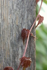 red leaf on a tree