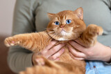 Fototapeta Koty - Britisch Kurzhaar Kitten selten, edel und imposant