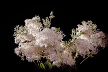 A Bouquet Of White Flowers On A Black Background. Wildflowers.