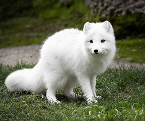 Sticker - Closeup of adorable Arctic Fox kit at Point Defiance Zoo