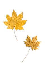 Two dry yellow maple leaf isolated on white background. Autumn fall season, cut out fallen season leaves close-up.