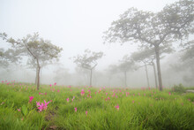 Beautiful Pink Flowers Bloom In The Rain Forest (Curcuma Sessilis Gage , Curcuma Sessilis , Siam Tulip ) At Pa Hin Ngam  National Park Chaiyaphum Province ,Thailand
