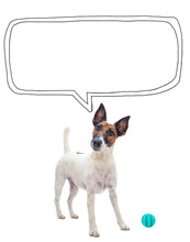 Funny Curious Dog With A Ball And Speech Bubble, Isolated. Playful And Smart Smooth Fox Terrier Looking At Camera, Copy Space