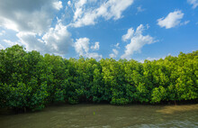 Mangrove Forests And Coastlines,Red Mangrove Forest And Shallow Waters In A Tropical Island ,Mangrove Forest, Mangrove Tree, Root, Red, 