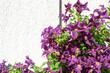 Beautiful purple flowers of clematis jackmanii, climbing the white facade of the building