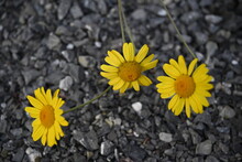 Yellow Flowers On A Stone