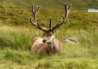 deer stag