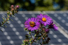 Honey Bee On New England Aster Flower In A Butterfly Garden Against A Backdrop Of Solar Panels On A Bright Summer’s Day.   Pollinating Flowers And Solar Panels Form A Climate Change Alliance.
