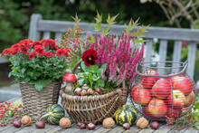 Herbst-Arrangement Mit Rotem Stiefmütterchen, Heidekraut Und Chrysantheme Im Korb Und Äpfeln