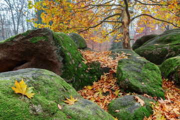 Sticker - Picturesque autumn scene.