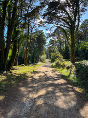 Canvas Print - Amazing path in a forest 