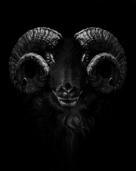 ram , close up of head and horns of a wild big horned , isolated to black background , animal black 