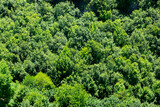 Fototapeta Las - Pure green trees forest background image.