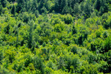 Fototapeta Las - Pure green trees forest background image.