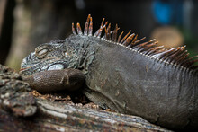 Iguana Sleeping On A Tree