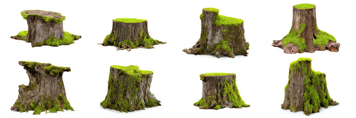 tree stumps, set of old and overgrown stubs, isolated on white background