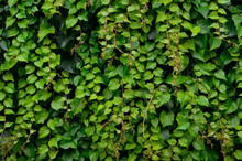 Texture Of Curly Twigs And Leaves Of Ivy