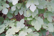 Green Fig Leaves As Background