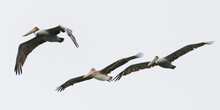 Three Brown Pelicans Isolated Against White Background Passing Overhead Seen From Below With Wings Spread