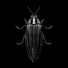 Jewel Beetle Hand Drawing Vector Illustration Isolated On Black Background