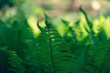 Wall Mural - Close-up of ferns in a garden