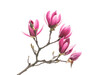 Leinwandbild Motiv Pink magnolia flowers isolated on white background