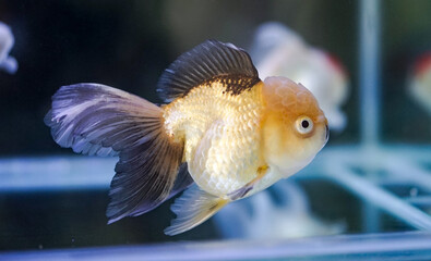 Wall Mural - Goldfish at aquarium fish, from Asia.The goldfish on Chinese sign brings a prosperity and good luck.	