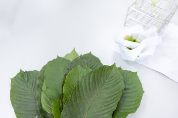 Wall Mural - Research of kratom leaf (Mitragyna speciosa) and Study of Chromatography is used to separate components of a plant.