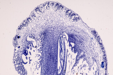 Wall Mural - Plant tissue Structure, section (tissue) of stem plant tissue under a light microscope.