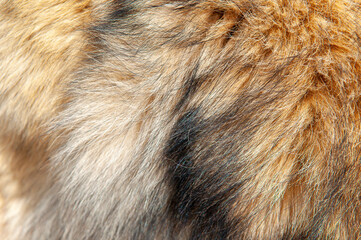 beautiful spotted fur close-up. texture of brown animal wool. dog fur.