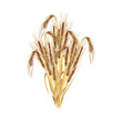 A sheaf of barley. Watercolor illustration. Cereal culture.