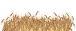 Ripe ears of barley hand drawn in watercolor on a white background. Cereal border. Autumn harvest background.