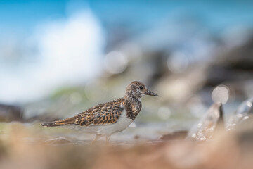 Wall Mural - The ruddy turnstone, fine art portrait (Arenaria interpres)	