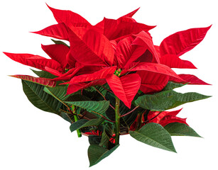 Wall Mural - christmas star flower poinsettia isolated on white background. xmas symbol poinsetta.