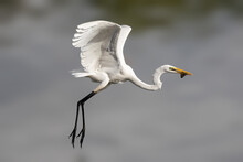 Nature Wildlife Image Of Cattle Egret On Catching Fish On A Lake